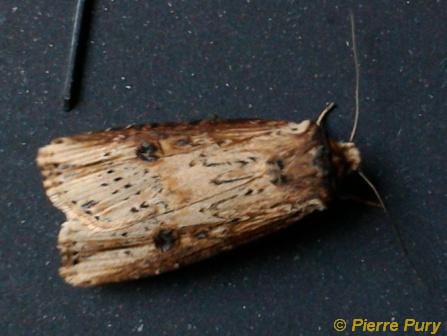 Axylia putris L