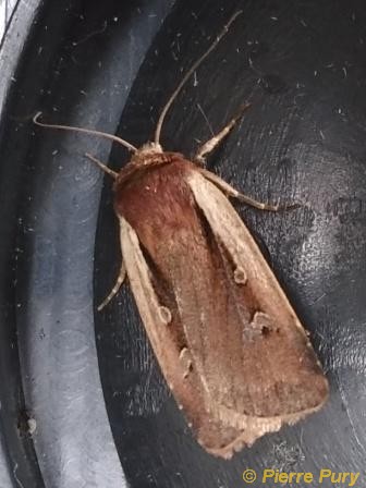 Ochropleura plecta L