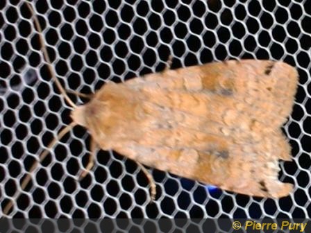 Diarsia mendica F