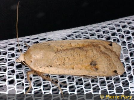 Noctua pronuba L