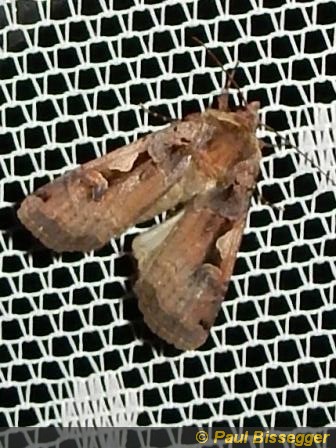 Xestia c-nigrum L
