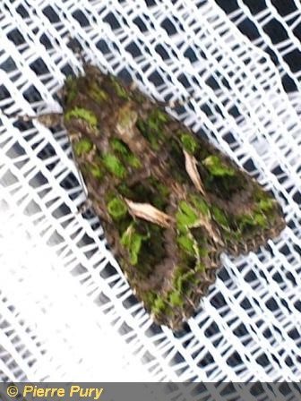 Anaplectoides prasina D&S