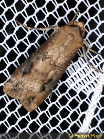 Agrotis ipsilon Hfn