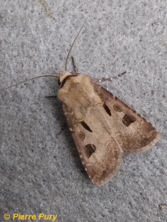 Agrotis exclamationis L