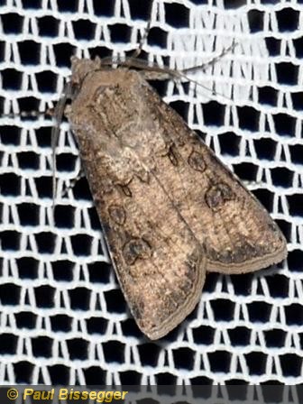 Agrotis segetum D&S