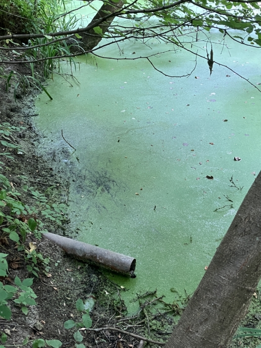 1er étang. Une arrivée d’eau réduite au minimum